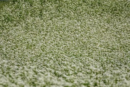 そばの花に誘われて2 そばの花に誘われて2の写真