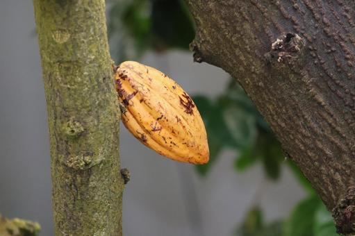 Close-up of orange cacao fruit growing on a tree, JPG Close-up of orange cacao fruit growing on a tree, JPG