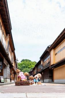 Higashi Chaya District and Toy Poodle, JPG Higashi Chaya District and Toy Poodle, JPG