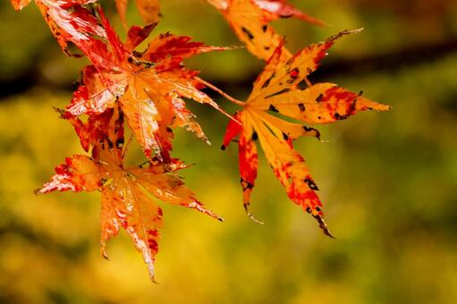 紅葉 紅葉,養老渓谷,筒森もみじ谷の写真素材
