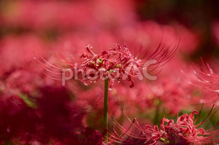 秩父巾着田に咲く曼珠沙華の花 曼珠沙華,彼岸花,ヒガンバナの写真素材