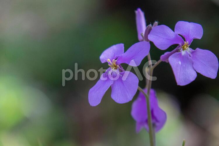 紫の花 紫,花,咲くの写真素材