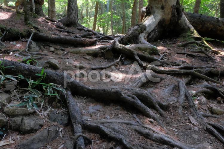 大地に根を張る 木材,根,木の写真素材
