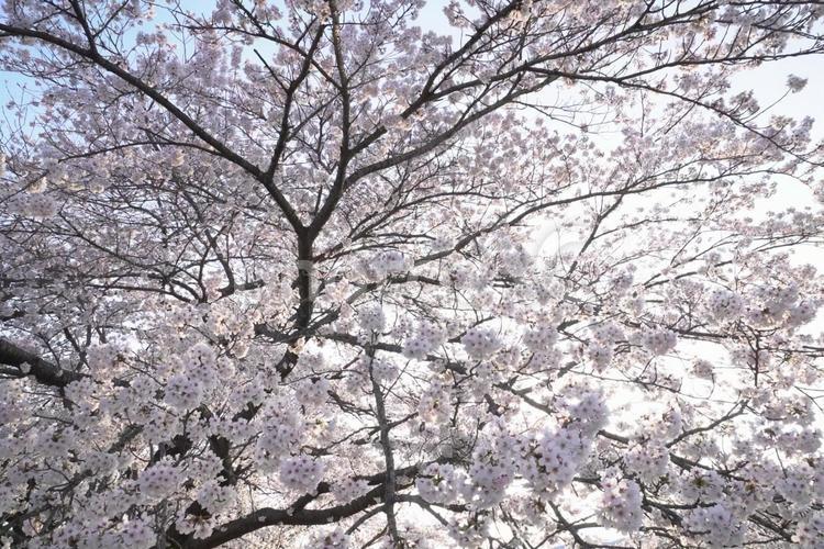 宮城県大河原町の一目千本桜 一目千本桜,大河原町,春の風景の写真素材