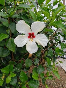 白いハイビスカス 白いハイビスカス ハイビスカス,花,可愛いの写真素材