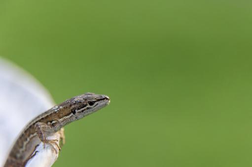 緑背景のカナヘビの横顔アップ 緑背景のカナヘビの横顔アップ カナヘビ,トカゲ,爬虫類の写真素材