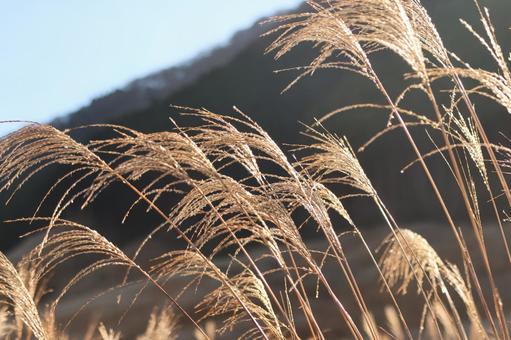 仙石原のススキ 仙石原,ススキ,すすきの写真素材