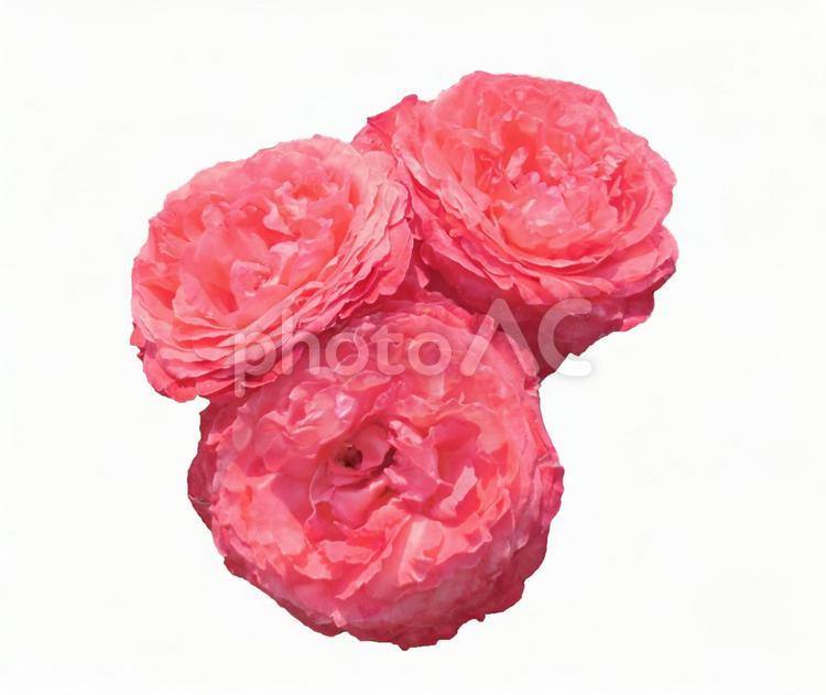 花　切り抜き素材（ピンクバラ） 花,切り抜き,psdの写真素材