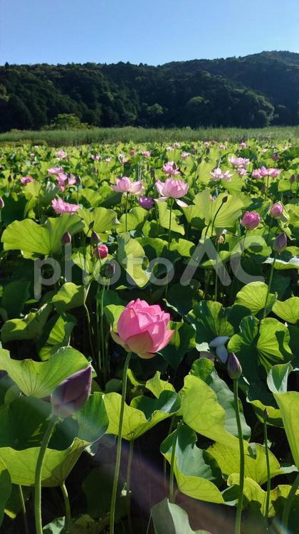 伊勢市二見の民話の駅蘇民の蓮の花 蓮の花,ピンク,初夏の写真素材