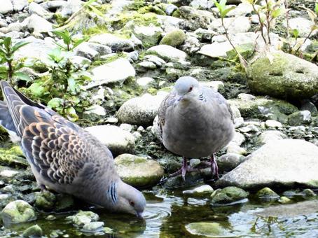水辺で水を飲むペアのキジバト 水辺で水を飲むペアのキジバトの写真