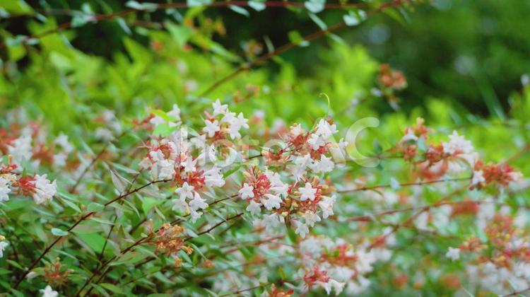 涼しい風の通り道に咲くアベリアの可愛い花 アベリア,ピンク色,白色の写真素材