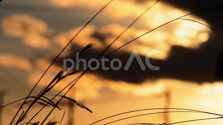 農村の秋の夕暮れ、風情ある！ 夕暮れ,秋,自然の写真素材