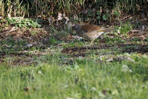シロハラ⑶の写真
