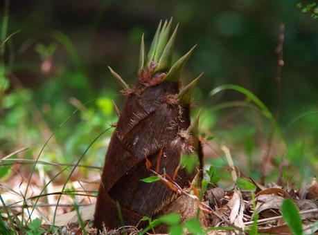 たけのこの写真