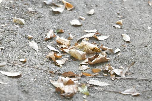公園の地面に落ちた落葉樹の枯れ葉 公園の地面に落ちた落葉樹の枯れ葉 公園,落ち葉,落葉の写真素材