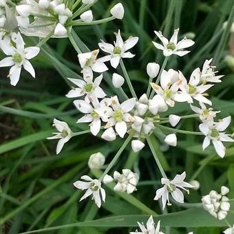 食用のニラは秋になるとこんな花が咲きます 食用のニラは秋になるとこんな花が咲きますの写真