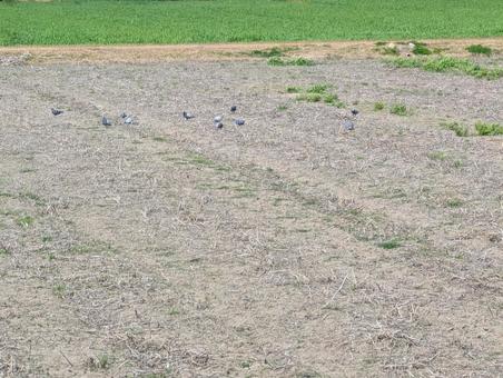 Pigeons flocking in an empty field, dove, wild bird, bird watching, JPG
