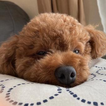 ねむねむトイプードル ねむねむトイプードル ワンちゃん,犬,トイプーの写真素材
