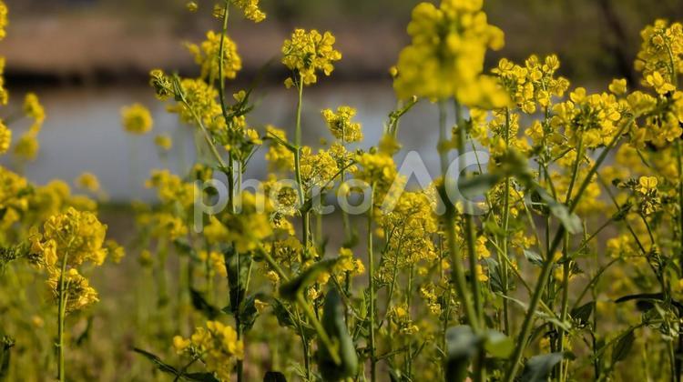 水辺を彩る黄色い絨毯 菜の花,黄色,空の写真素材
