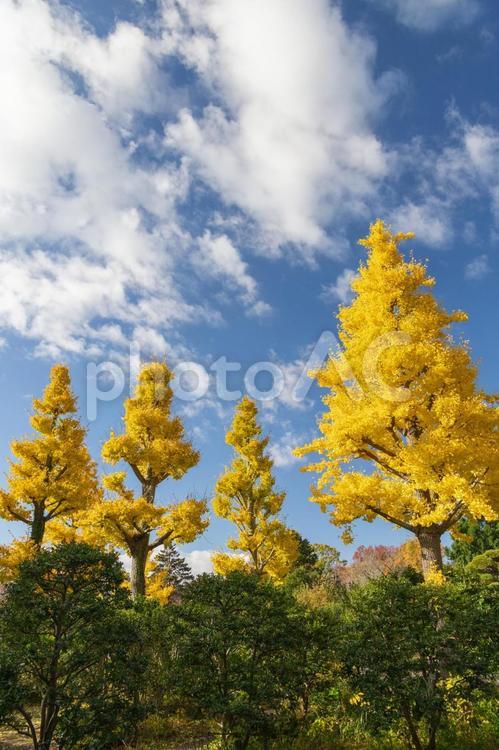 秋の気配・青空に映える黄色のイチョウ 紅葉,秋,イチョウの写真素材