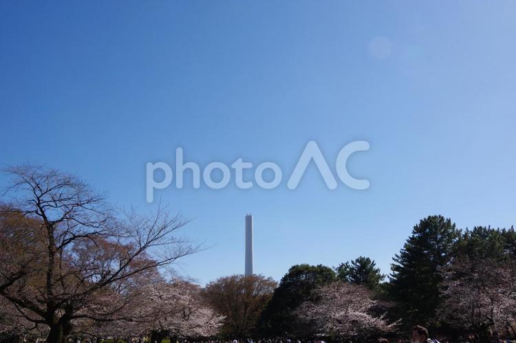 桜の木の奥に煙突 空,春,晴れの写真素材