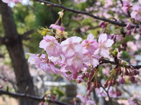 桜 桜の写真