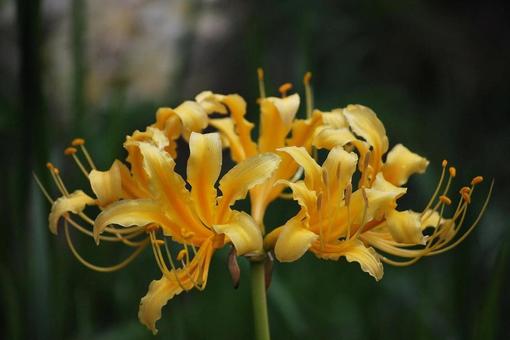 [Flower photo] Scenery of blooming red spider lilies, JPG