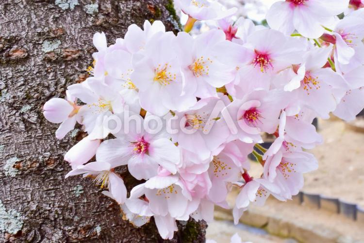 日本の春景色　ピンク色の満開の桜 桜,満開,花見の写真素材