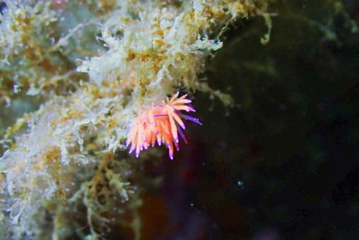 三浦 アカエラミノウミウシ 三浦 アカエラミノウミウシの写真