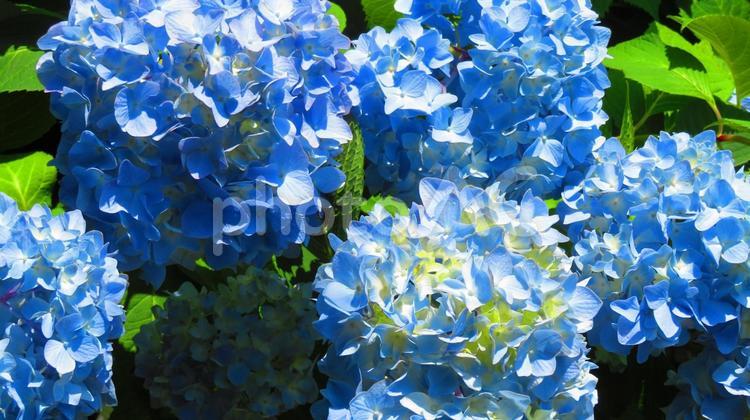 ５月下旬の自宅のあじさいの花 背景,あじさい,花の写真素材