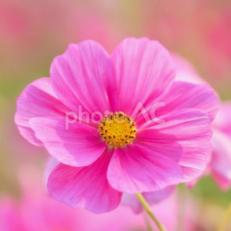 1:1スクエアで切り取ったコスモス コスモス,秋桜,秋の写真素材