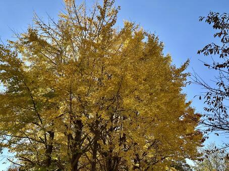 秋空と輝くイチョウ並木 イチョウ,銀杏,黄葉の写真素材