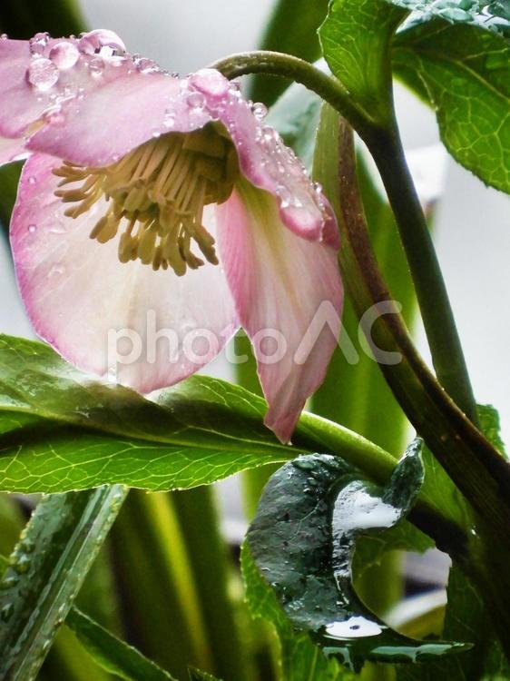 雨に濡れたクリスマスローズ クリスマスローズ,花,植物の写真素材