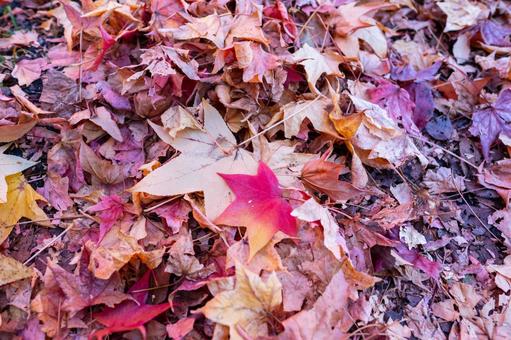 紅葉 紅葉の写真