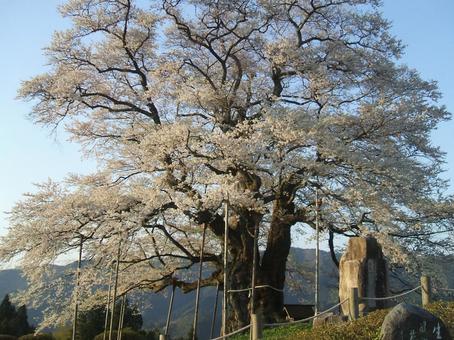 雄大な醍醐桜 醍醐桜,さくら,花見の写真素材