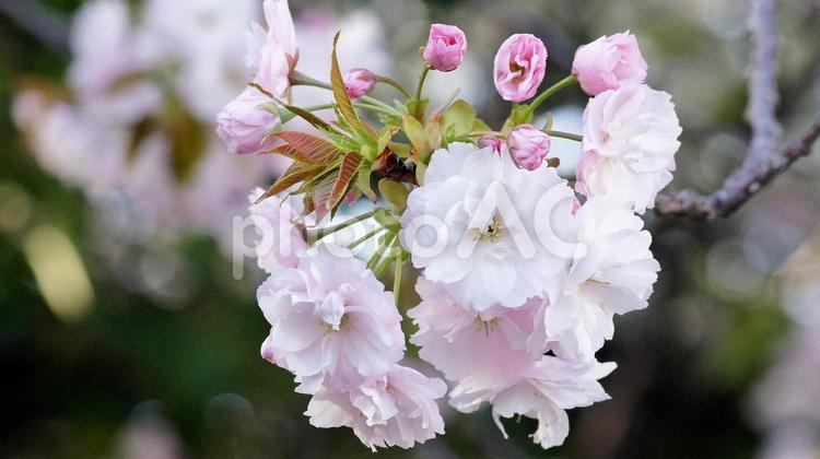 里桜-218 桜,サトザクラ,八重桜の写真素材