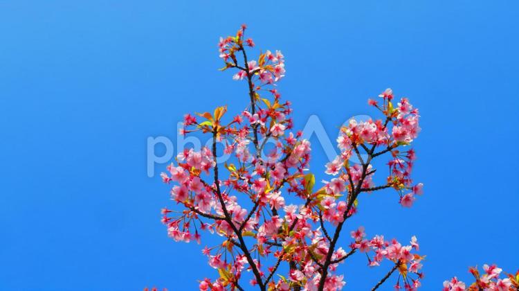 ３月中旬の河津桜の葉桜 背景,河津桜,葉桜の写真素材