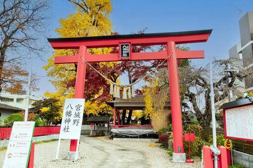 宮城野八幡神社と乳イチョウ⑴ 神社,宮城野八幡神社,神社仏閣の写真素材