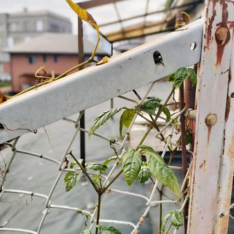 ツルの絡まったフェンスの写真