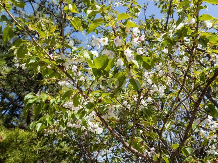 きれいの咲いてる桜の花 桜,花,ピンクの写真素材