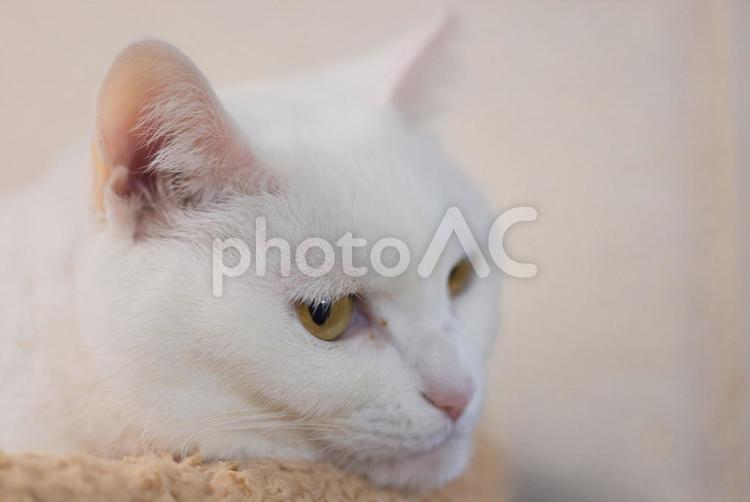 白猫のキリッとした横顔 白猫,シロネコ,しろねこの写真素材