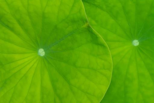 重なる蓮の葉 重なる蓮の葉 蓮の葉,緑の葉,初夏の写真素材
