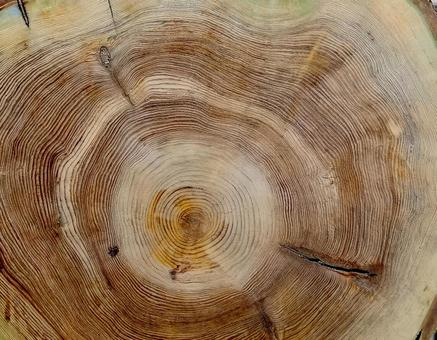 木の断面図・年輪のアップ4 木材,ねんりん,木目の写真素材