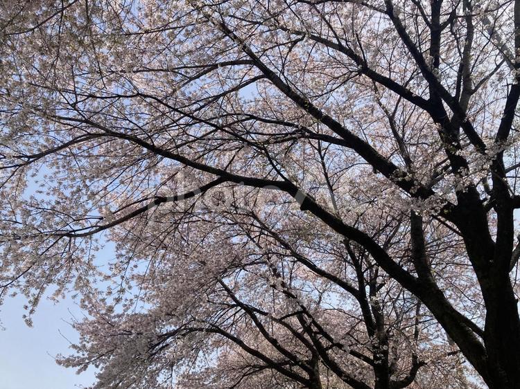 長野県塩尻市　市営球場の桜 桜,さくら,サクラの写真素材