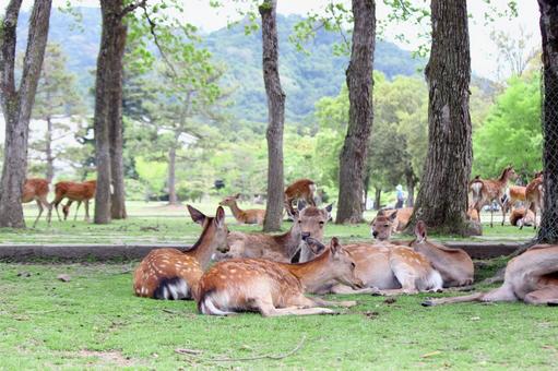 奈良公園シカ 奈良公園シカの写真