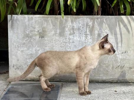 シャム猫 シャム猫の写真