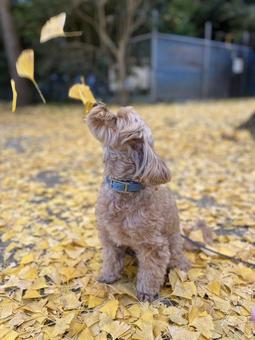 マルプー　けんけん マルプー,小型犬,ミックス犬の写真素材