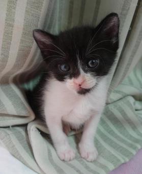 子猫のおどけなさ、おすまし 子猫のおどけなさ、おすましの写真