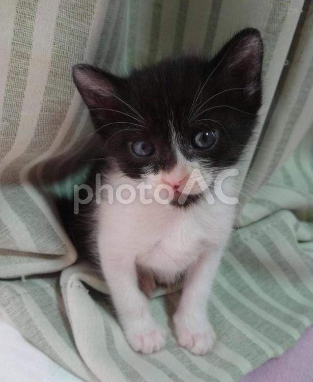 子猫のおどけなさ、おすまし ねこ,窓辺,かわいいの写真素材