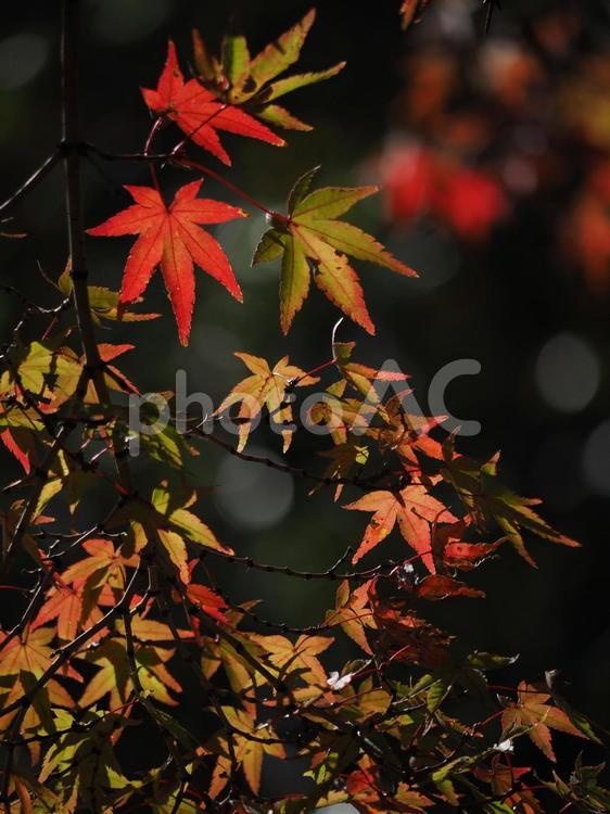紅葉　街の風景 紅葉,もみじ,空の写真素材